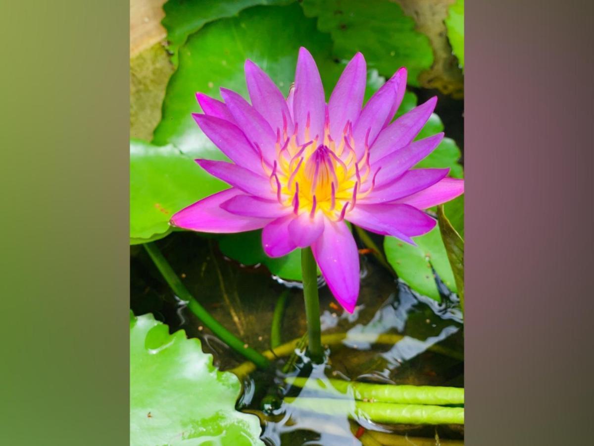 Vinu'S Place マータラ エクステリア 写真